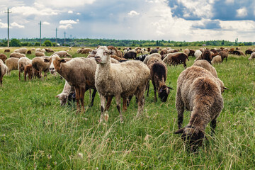 A green field in the countryside with grazing sheep. A flock of sheep grazes on the green grass in...