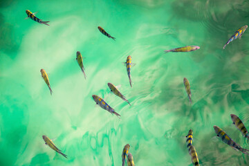 Tiger fishes in clean water awaiting feeding. Top view