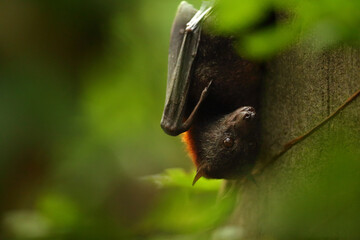 The small flying fox, island flying fox or variable flying fox (Pteropus hypomelanus) on the stone. Detail.