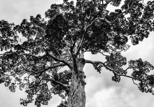 Huge old tree against the sky. Black and white photography