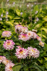 pink and white flowers