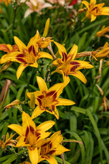 orange lily in the garden