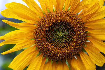 Sunflower, yellow sunny flower detail, closeup