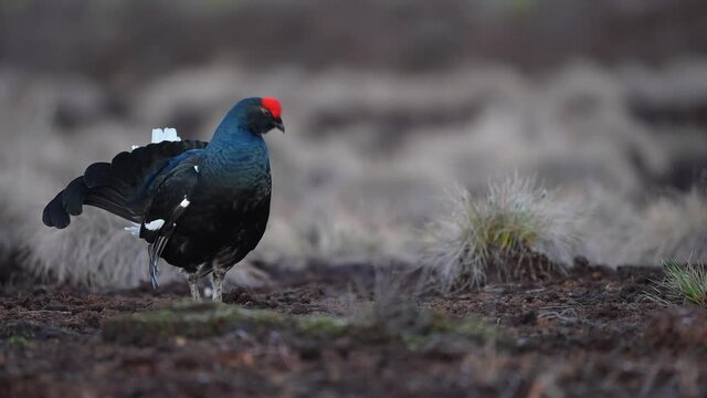 Black Grouse on spring bog ready for fighting, lekking. Spring colors of moors with black grouse, blackcock. Male Black Grouse lek game at sunrise. Lyrurus tetrix lekking in Estonia, Saaremaa swamp