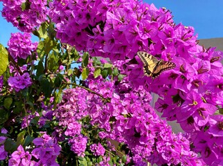 Butterfly on pink flowers bougainvillea tree in summer garden against blue sky. Flowering bright...
