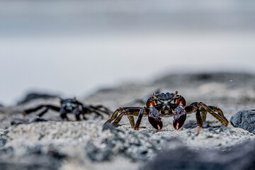 Crab