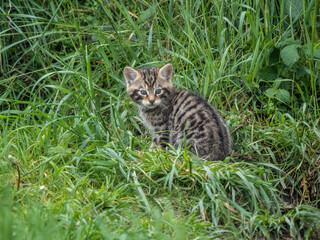 Scottish Wildcat Kiitten