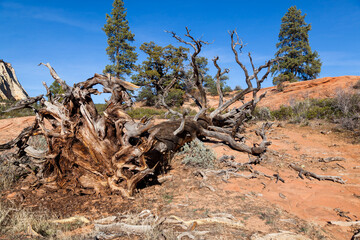 Dead Uprooted Tree in Zion
