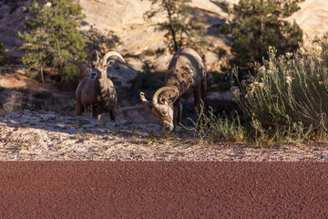 Bighorn Sheep in Zion