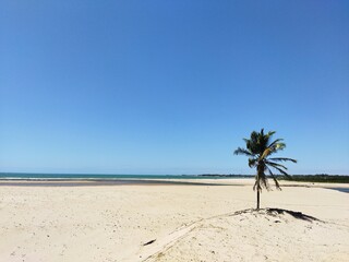 palm tree on the beach