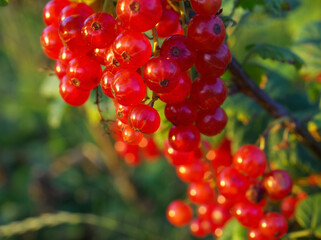 Bunches of red currants on a bush in the rays of the sun at sunset. .Summer, harvest, fruits and berries.
