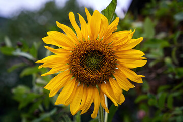 Sunflower, yellow sunny flower, closeup