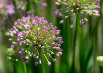 flowers in the garden