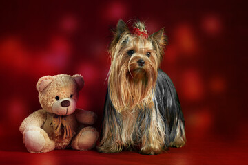 Yorkshire terrier with a toy on a red background