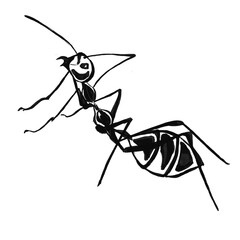 ant isolated on white background