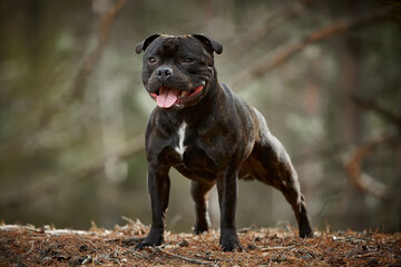 Staffordshire terrier in the forest in a clearing