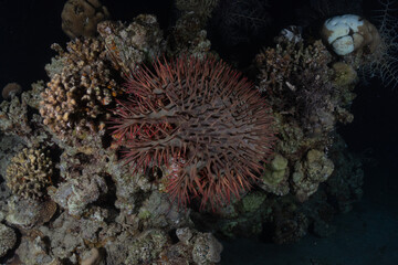 Coral reef and water plants in the Red Sea, Eilat Israel
