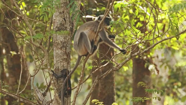 Goa, India. Funny Gray Langur Monkey With Newborn Sitting On Of Tree Branch. Monkey With Infant Baby