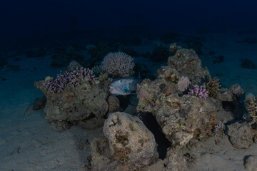 Fish swim in the Red Sea, colorful fish, Eilat Israel
