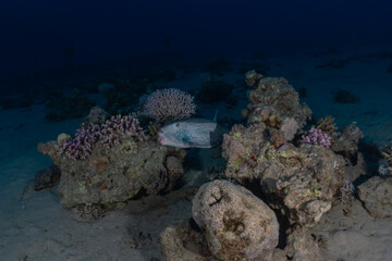 Fish swim in the Red Sea, colorful fish, Eilat Israel
