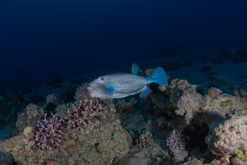 Obraz premium Fish swim in the Red Sea, colorful fish, Eilat Israel 
