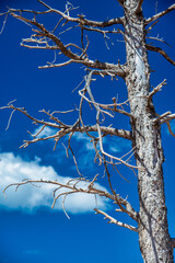 Bare tree in a national park, USA.