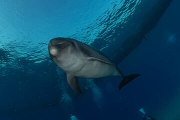 Dolphin swimming in the Red Sea, Eilat Israel
