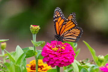 Closeup of a monarch butterfly pollinating a bright pink zinnia flower - Michigan