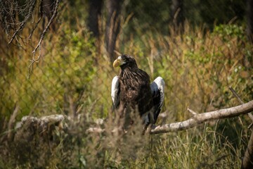 Restless carnivore