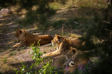 Naklejka na ściany i meble Three lions resting in the shade