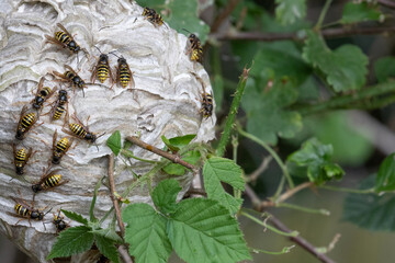 wasp nest
