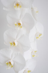 Fototapeta na wymiar white orchid on white background