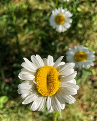 Just some daisy 