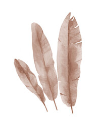 Dried banana fronds. Beige tropical pale leaves. Watercolour illustration toned in beige color on white background.