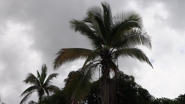 Coconut palm tree during thunderstorm with dark, gray and threatening sky in Panama