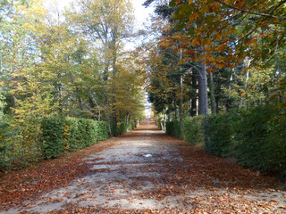 Fototapeta na wymiar Romantic walk among dry leaves in autumn