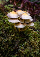 Fototapeta premium Mushrooms