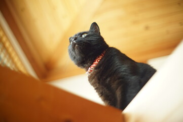 Portrait of black cat in woody room