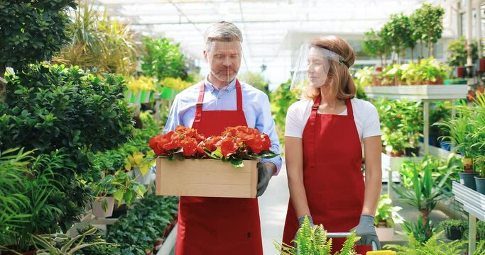 Happy Caucasian man and woman married couple walking in garden center talking at work. Male and female gardeners in protective face shields holding flowers and chatting working in greenhouse