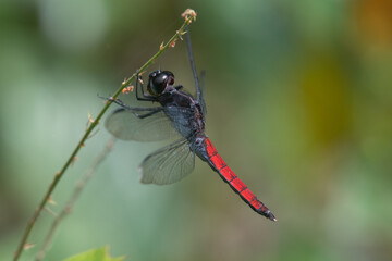 dragonfly on a branch
