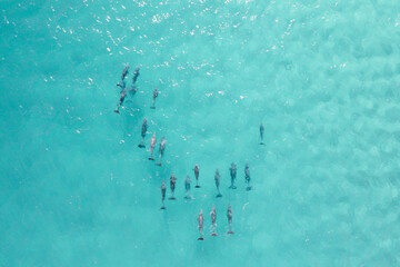 Beautiful pod of dolphins cruising in crystal clear blue water. View from above of dolphins in ocean