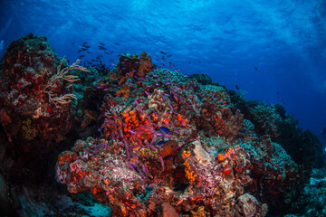 Naklejka na ściany i meble Blue chromis fish swimming over the reef 