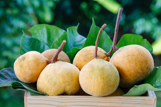 santol santol in the garden after harvest for family dining Share with neighbors or sell at local markets. concept of agricultural occupation organic farm.