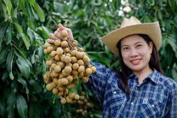 Longan in the hands of a farmer who is collecting produce to sell at the market in the organic...