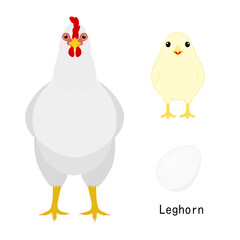 bundle of chicken,  adult and baby chicken and egg,  by breed
