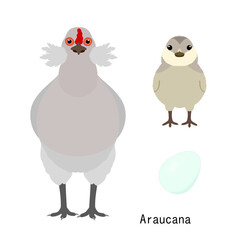 bundle of chicken,  adult and baby chicken and egg,  by breed