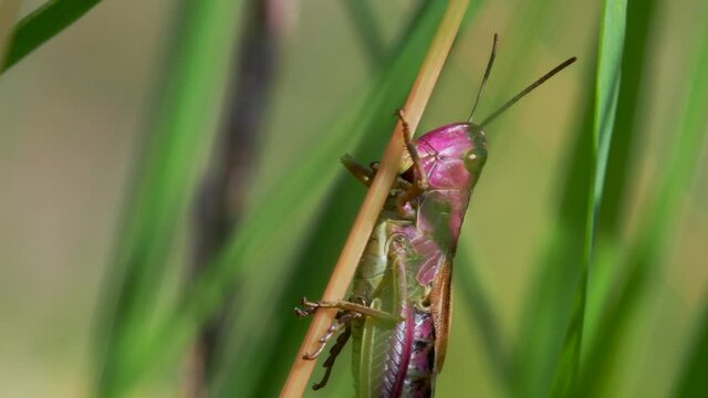 PINK GRASSHOPPER - Young Female of Meadow Grasshopper, Chorthippus parallelus