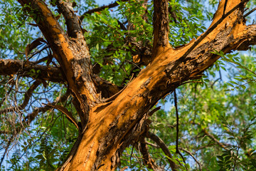 Fototapeta na wymiar Such bright colors in a tree trunk