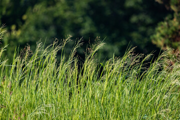 The grass dancing with the wind
