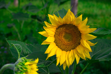 sunflower in the garden